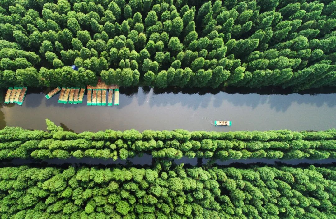 森氧之地，秋游必选！金湖万亩水上森林，真的别有趣味