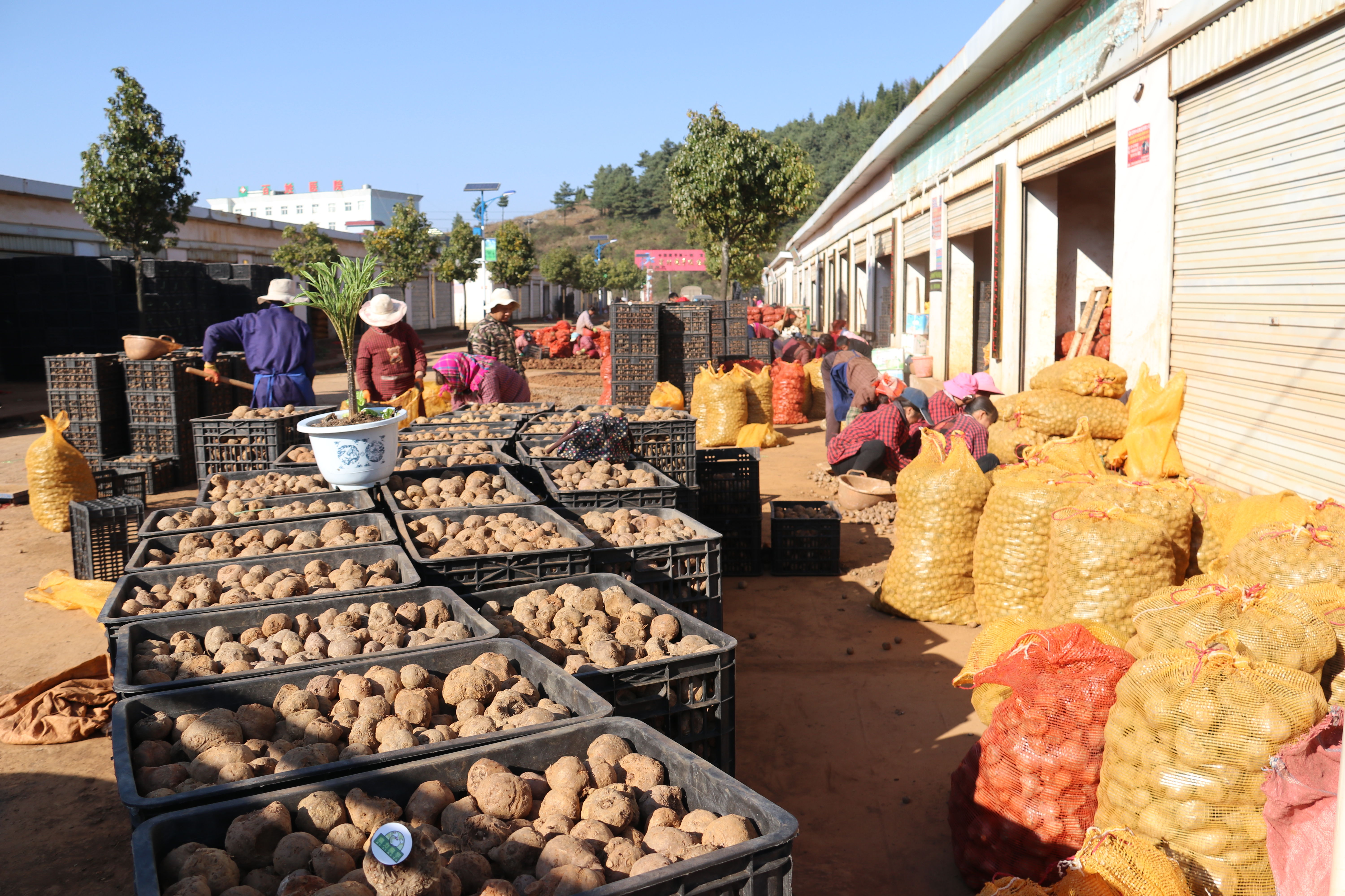 魔芋种植技术每日农经,魔芋种植与收益