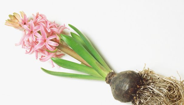 每日送花花语,花语大全送花的讲究