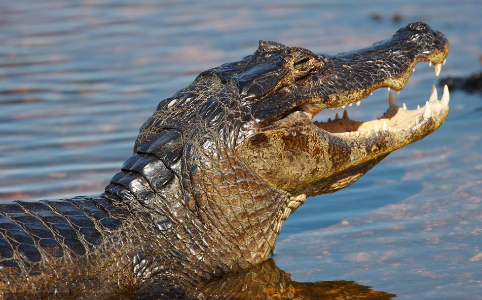 亚马逊河流中最恐怖的存在,亚马逊河流中的八大凶残生物