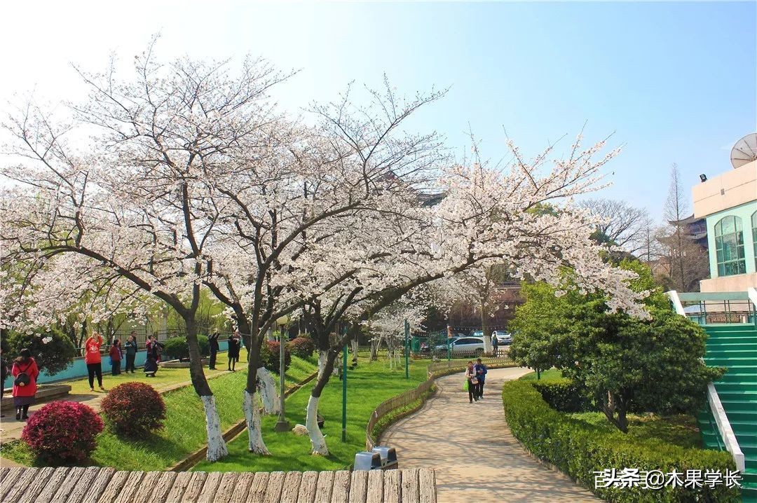 最佳赏樱攻略,2021赏樱攻略来啦快来看