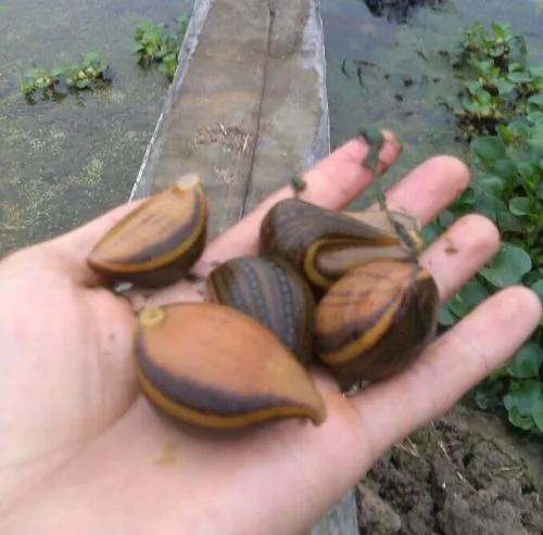 养殖水蛭的骗局有哪些手段,水蛭养殖真的很挣钱吗