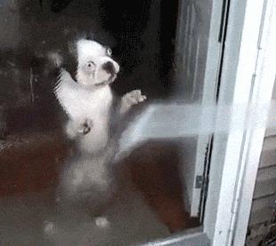 狗狗不能洗澡的五个时期,狗狗洗澡为什么不能那么频繁