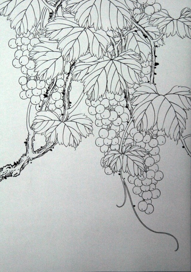 工笔勾线葡萄的画法,工笔画葡萄的上色画法步骤
