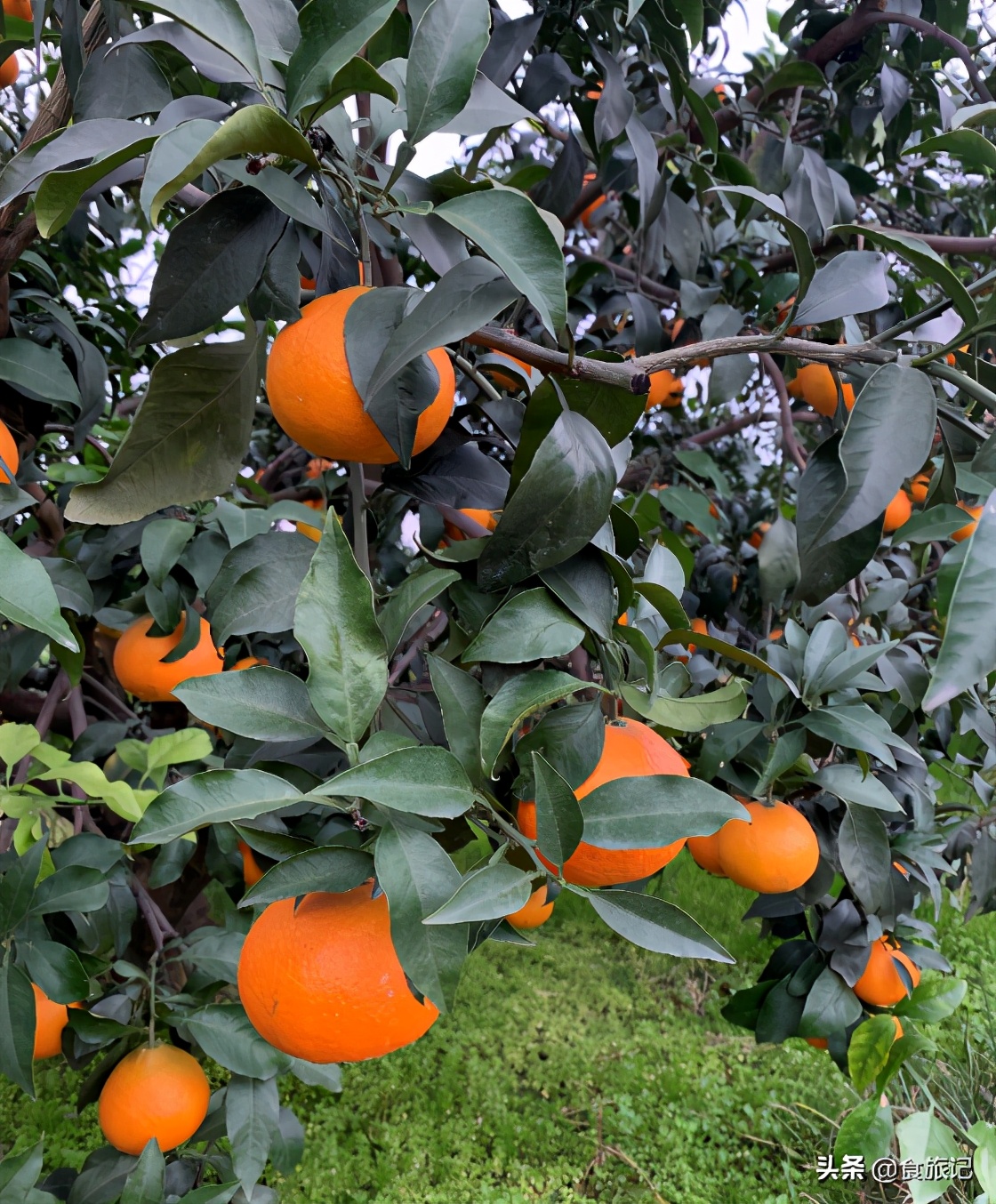 怎么挑选果冻橙才是甜橙子,比果冻橙还好吃的橙子