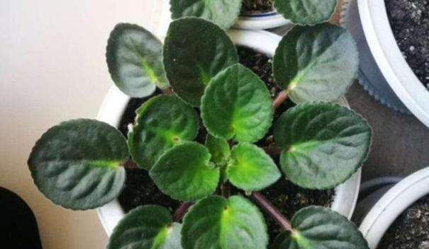 养花懒人绿植,懒人养花推荐花香四季开