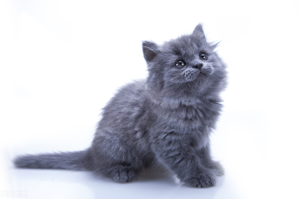 养一只可爱的小奶猫,养了一只小奶猫是什么体验