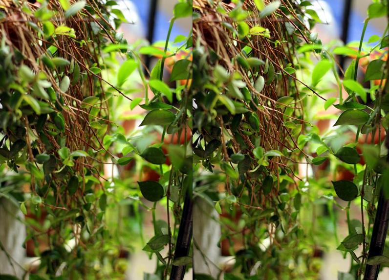 自己种一盆婚纱吊兰,开花白色小花,送女神心意足