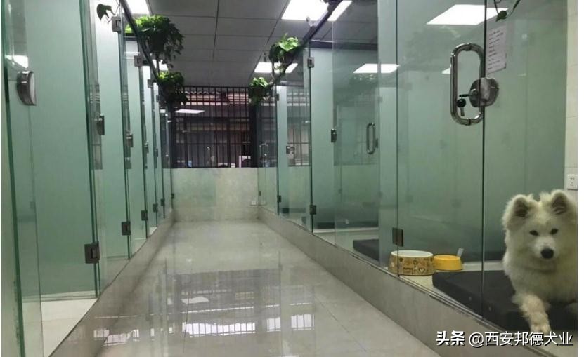 宠物训练学园,宠物训练营学校