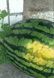 谁这么缺德原版,谁这么缺德原版视频