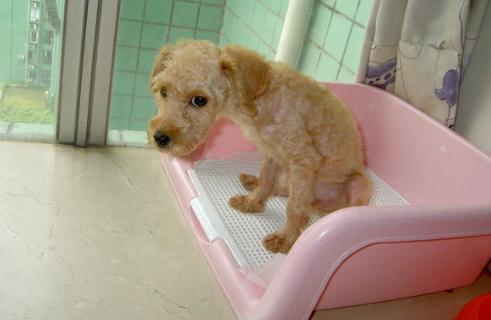 怎么训练狗狗定点上厕所,怎样训练狗狗定点上厕所大小便