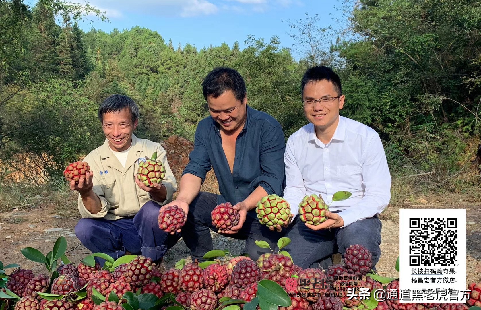 被省委书记惦记的通道小伙,正带村民种山果致富(转载)