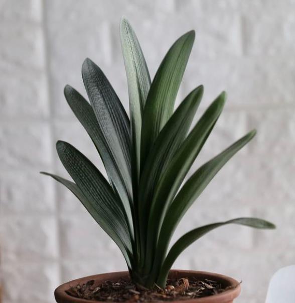 君子兰怎么养护和施肥施什么肥料,养好君子兰的施肥方法