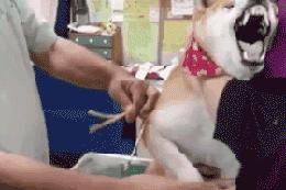 狗狗疫苗的种类和如何选择疫苗,狗狗疫苗接种时间怎么算