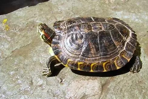 土霉素可以给乌龟治疗哪些疾病,乌龟常见疾病与防治方法合集