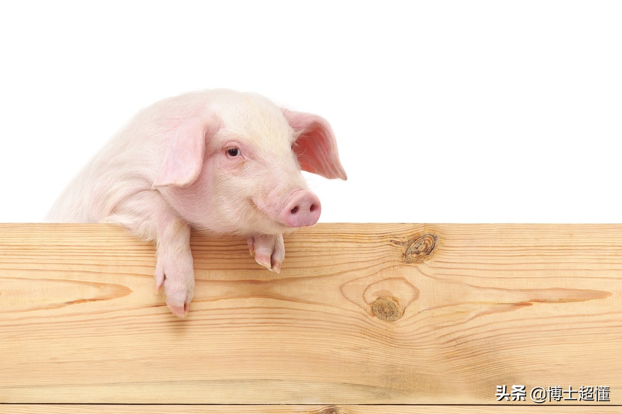 美国控制了中国养猪业吗,中国生猪被美国垄断吗