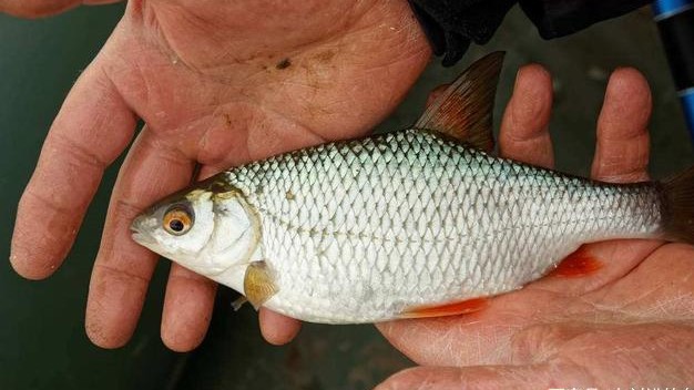 怎样钓老鱼视频教程,老钓友亲身传授野钓鲫鱼的秘诀