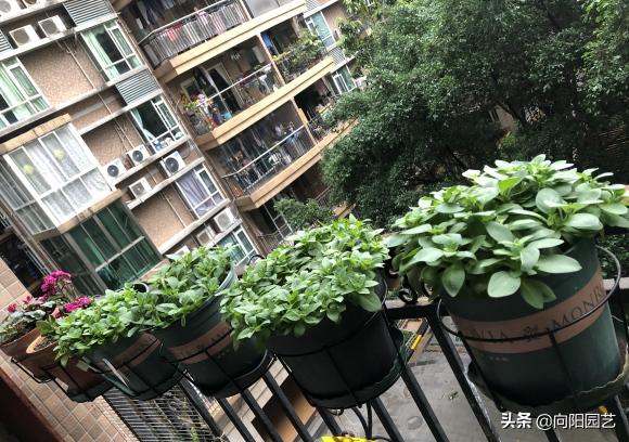 3种花卉好看又好养还能净化空气,4种花值得冬季盆栽