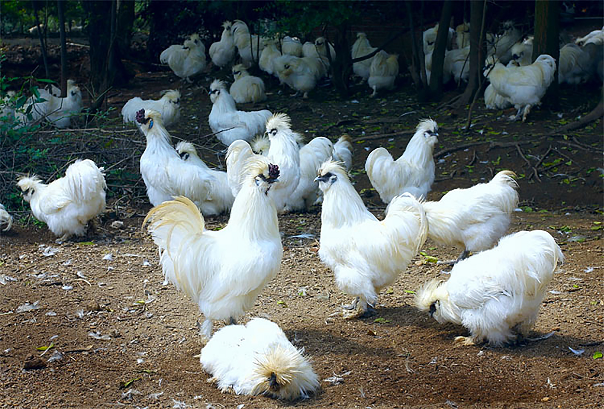 娉板拰鍘夸箤楦″,姹熻タ娉板拰姝﹀北涔岄浮