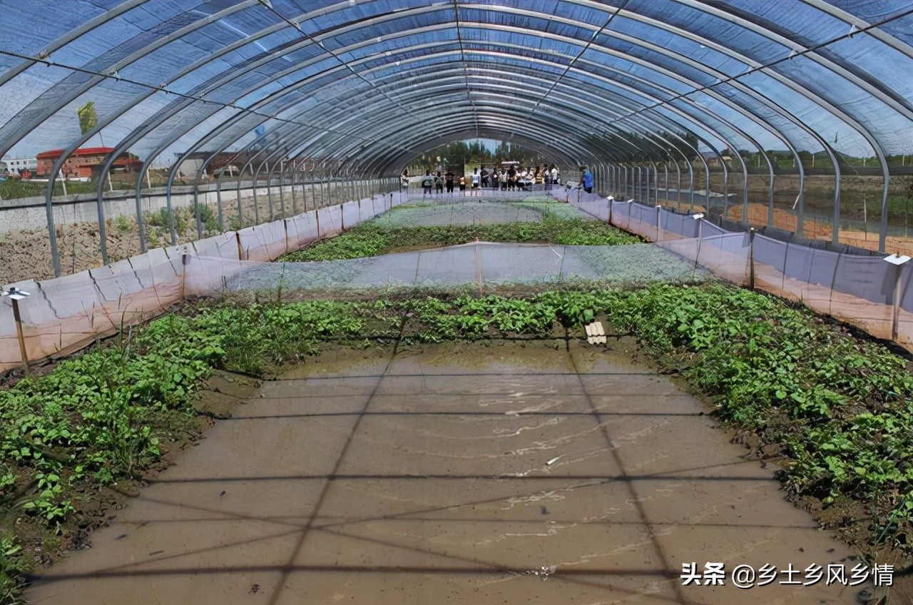 蟾蜍养殖怎么办证,蟾蜍养殖技术有哪些