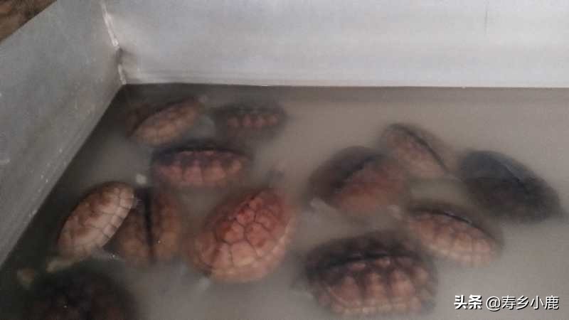 石金钱龟跌落神坛,跌落神坛的宝石