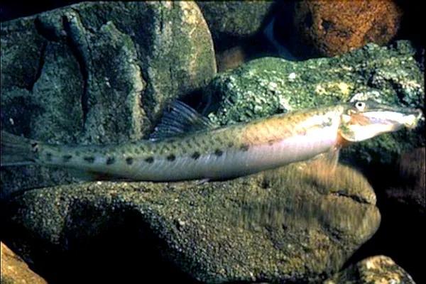 野生泥鳅品种图片大全大图,最大的泥鳅图片大全