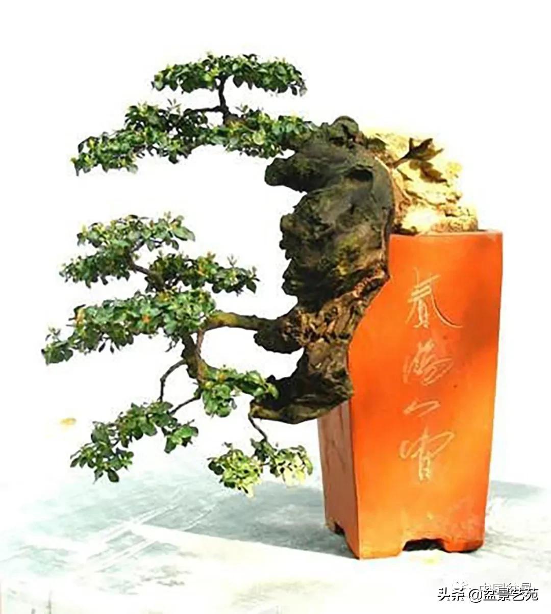 老树桩的造形特征有哪些,论述树桩盆景主要流派的艺术特点