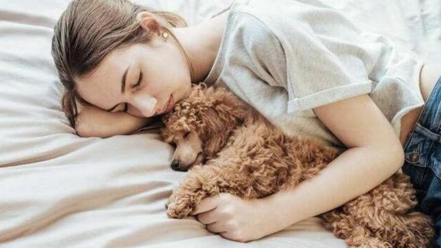 贵宾犬的步态有什么不同,贵宾犬的基本行为的含义