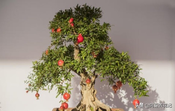 什么品种石榴果实红彤彤的,盆栽石榴的种植方法和技术图片