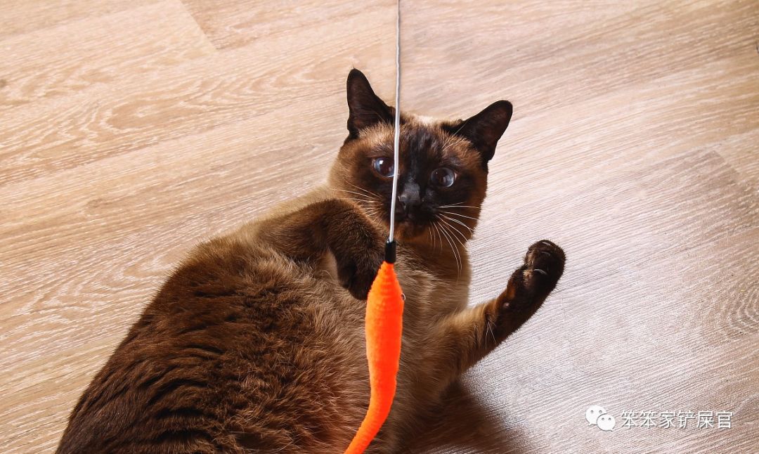 猫咪喜欢来回跑酷,猫咪喜欢咬人和跑酷怎么办