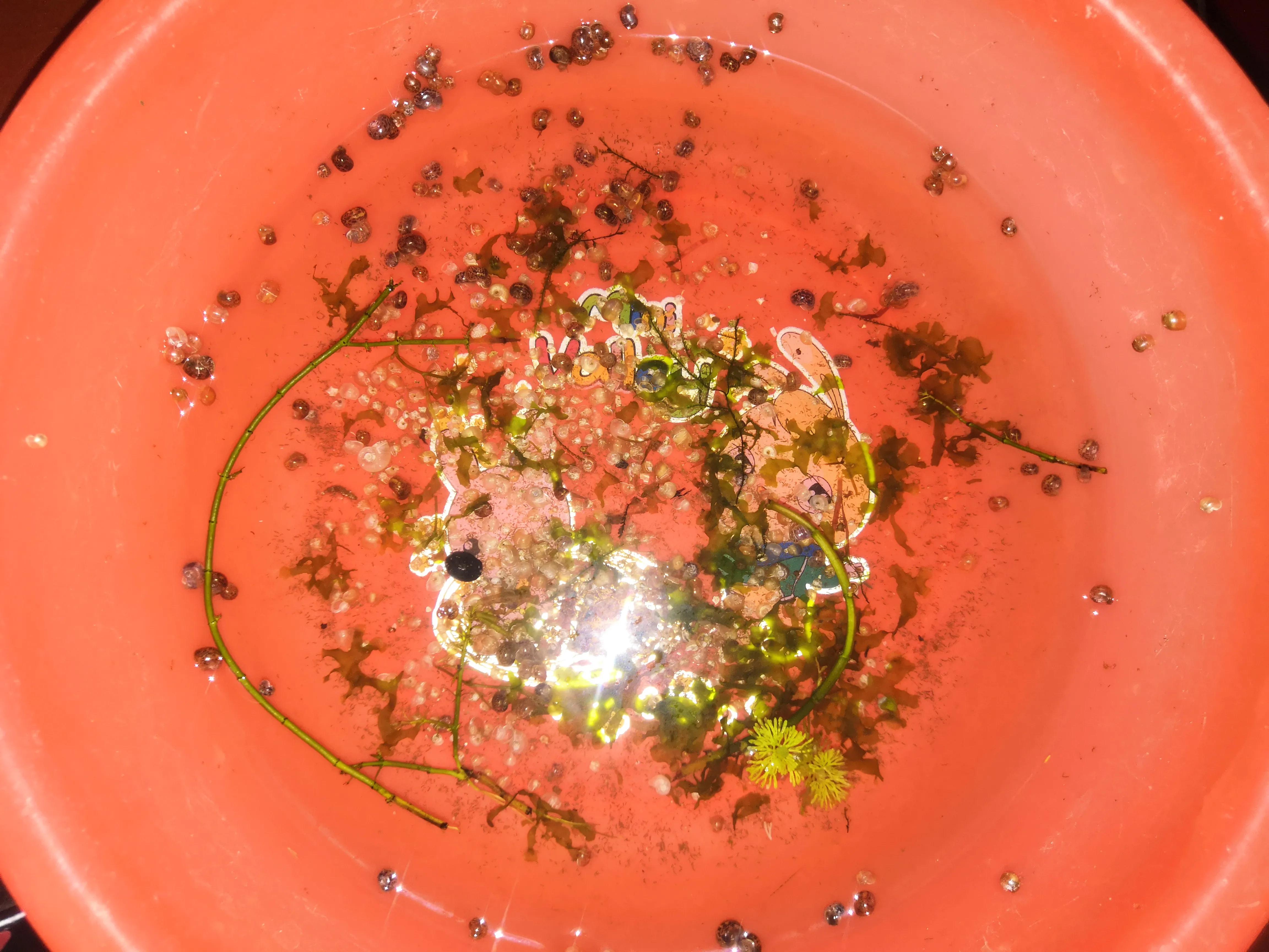 孔雀鱼及小型热带鱼内寄（驼型弓虫）治疗心得