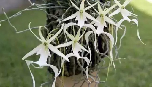 世界十大罕见花卉,世界名贵花卉高清大图