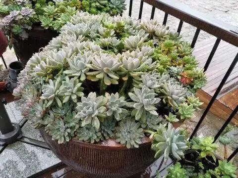 家里养的多肉长大了怎么办,家里的多肉土干的很快