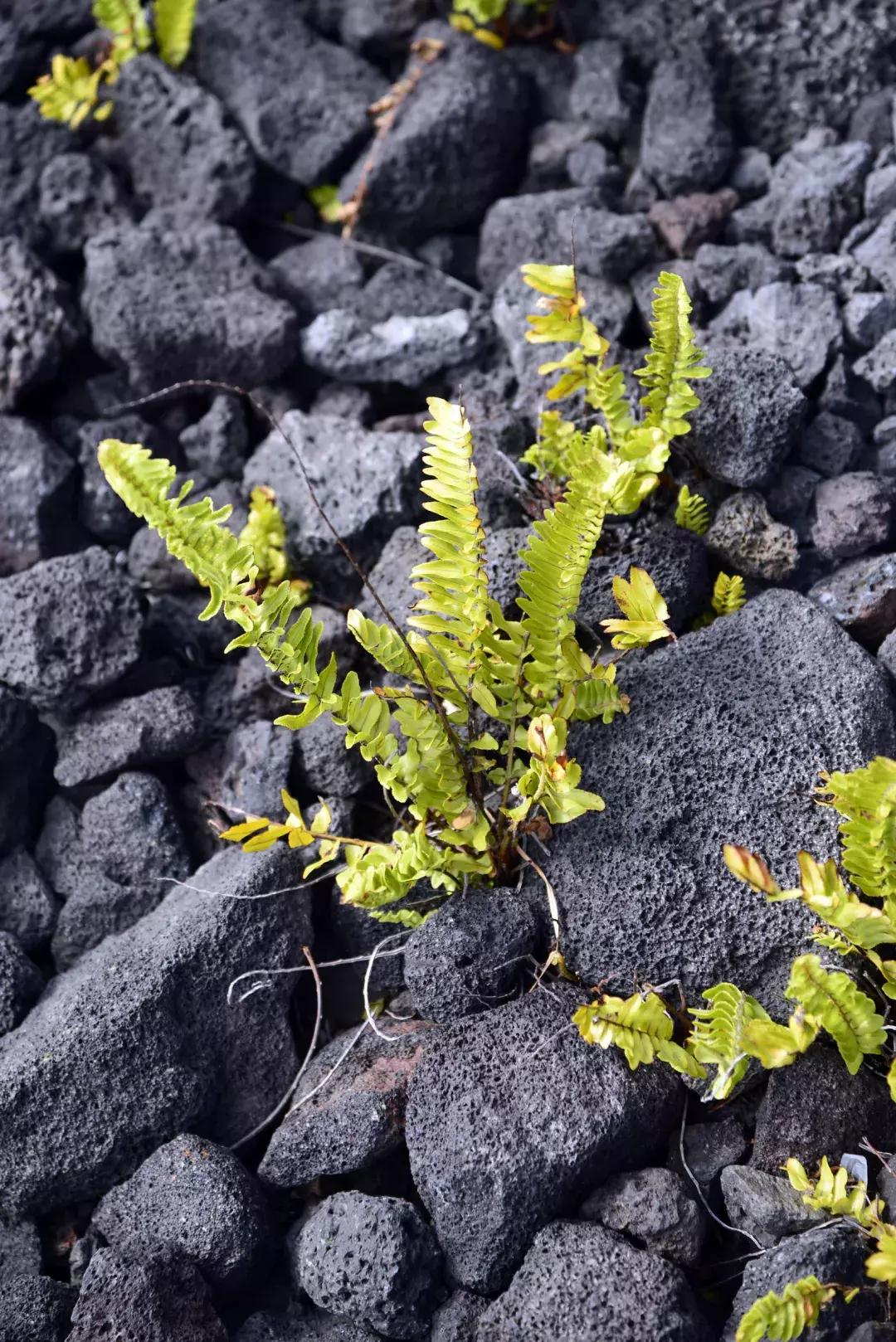 夏威夷大岛自驾游游记,大岛夏威夷岛七日游