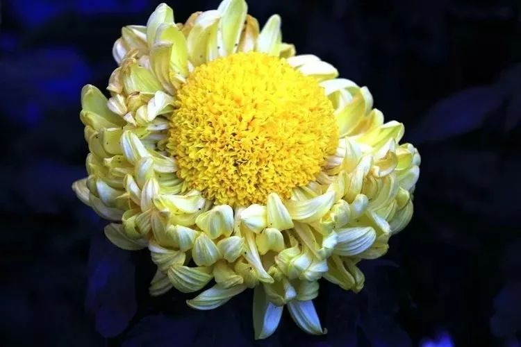 花中四君子菊花国画用笔,花中四君子菊花高清图片