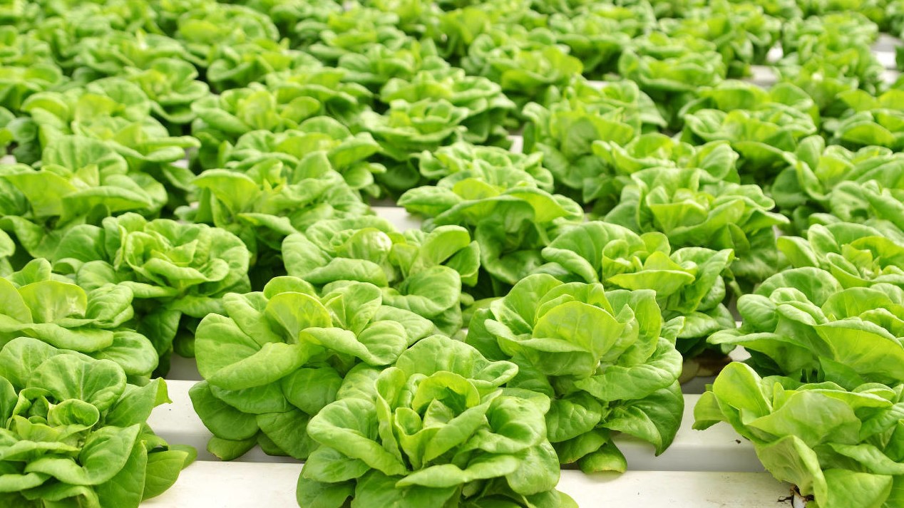 无土栽培还有哪些创意,无土栽培技术能够打造生态家园吗