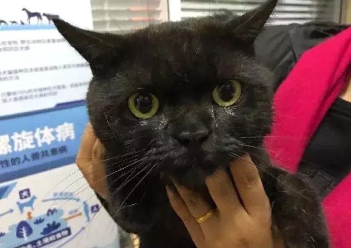 流浪猫被困25米树梢八天七夜,一只猫独自存活75天