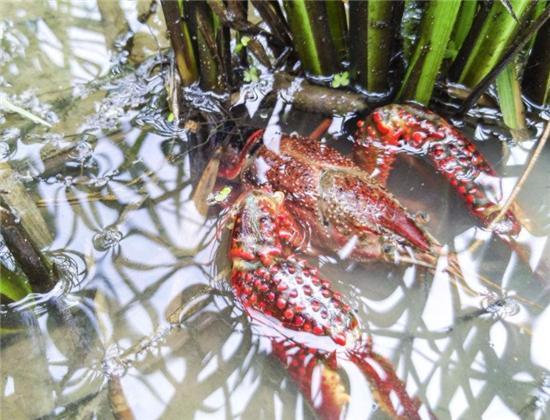 稻田虾蟹混养高产技术,稻田混养