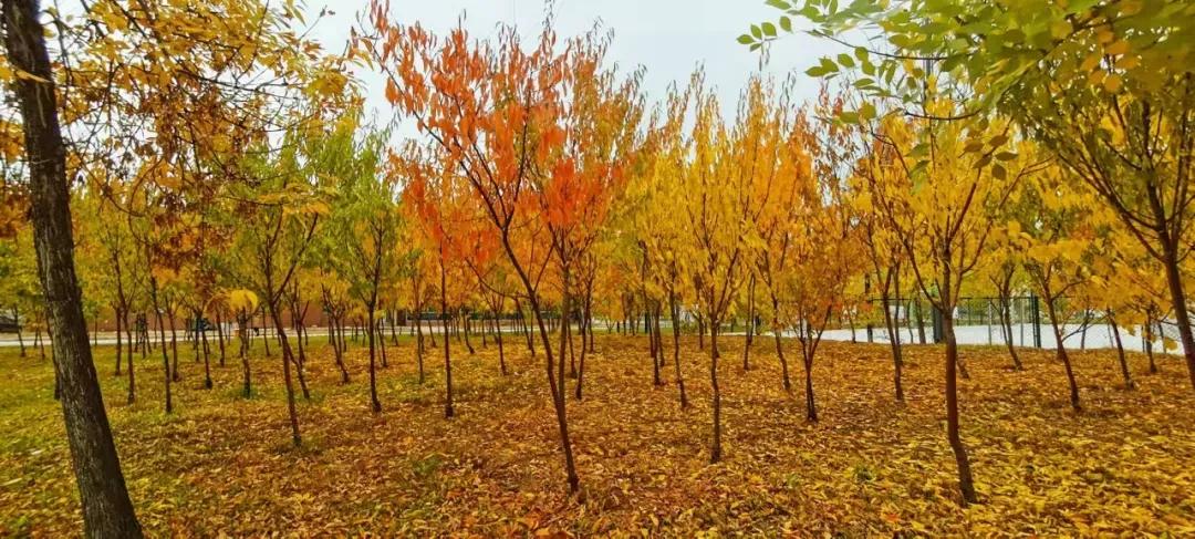 营口理工学院咋样,辽宁省公办高校营口理工学院