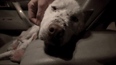 养狗人都要知道的省钱小妙招,月薪3000养狗省钱秘籍