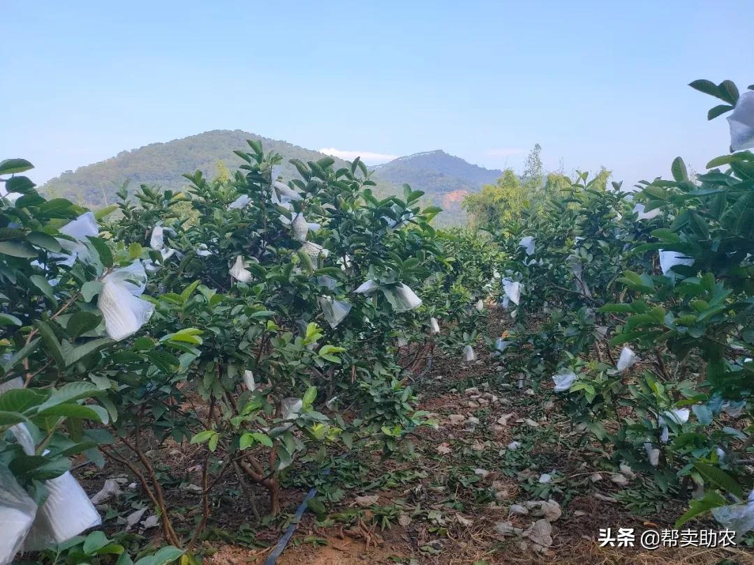 水果中脂肪含量高的水果,低糖高纤维的水果