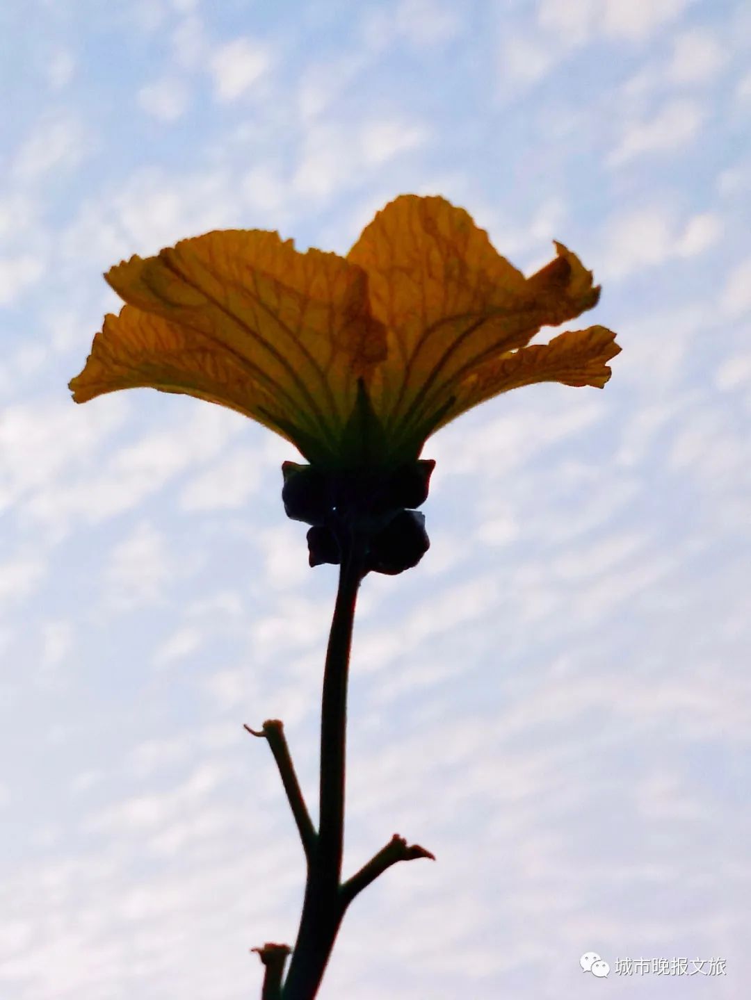 城晚拍拍丨飞鸟过帆影