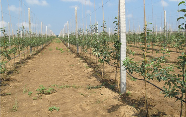 苹果树矮化栽培技术视频讲解,苹果树矮化技术