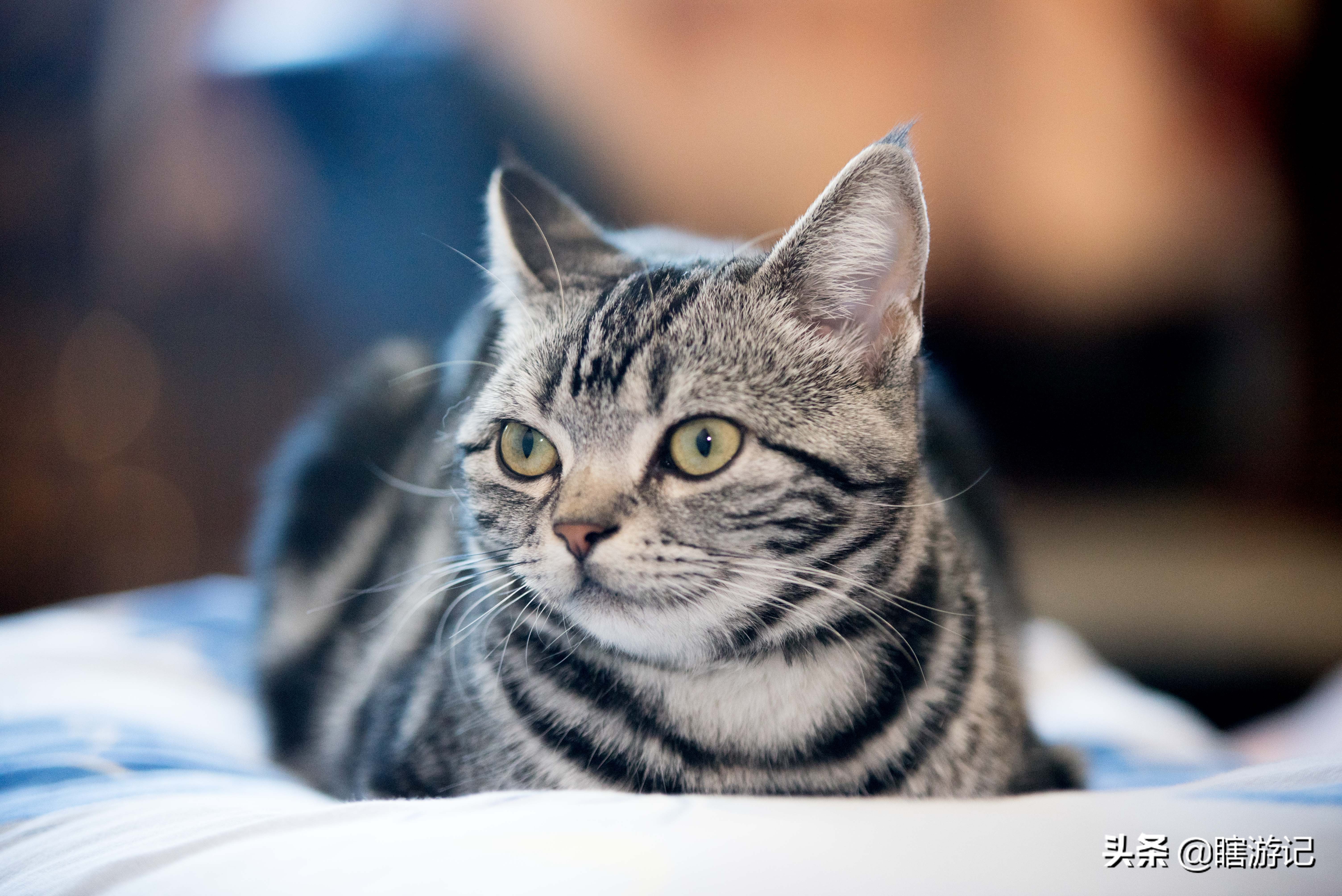 美短猫怎样才能让它跟着你,美短粘人的猫