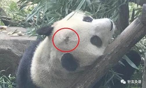 国宝熊猫也“斑秃”,看看针灸怎么治
