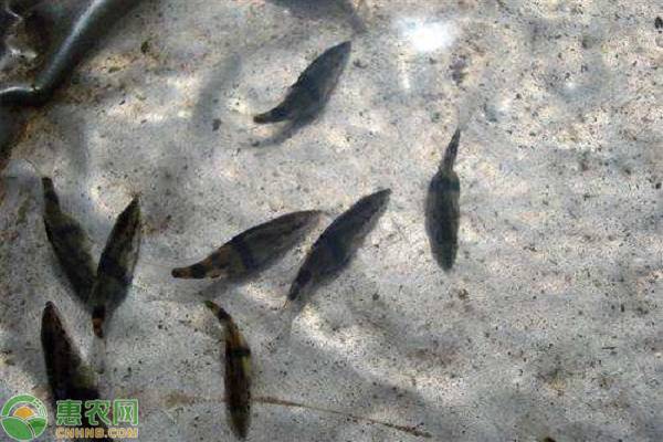 石斑鱼苗烂怎么处理,石斑鱼小苗死很多是什么原因