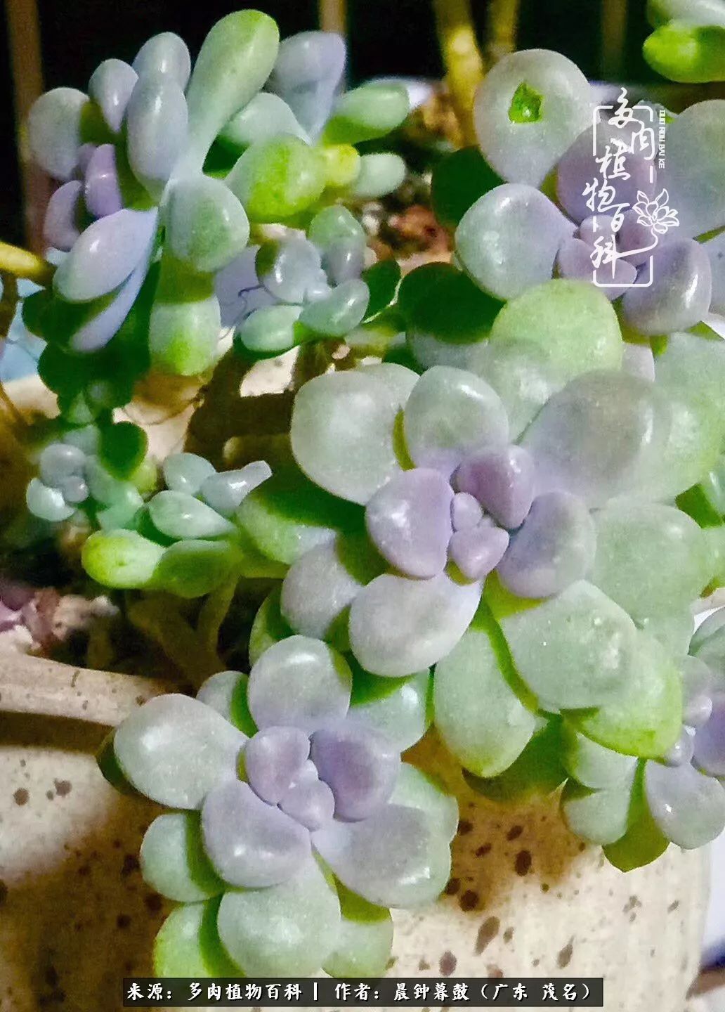 轻轻地告诉你，我的多肉也曾美过，不信你看看