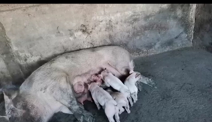 养好母猪是养好仔猪的关键,仔猪母猪养殖技术视频讲解