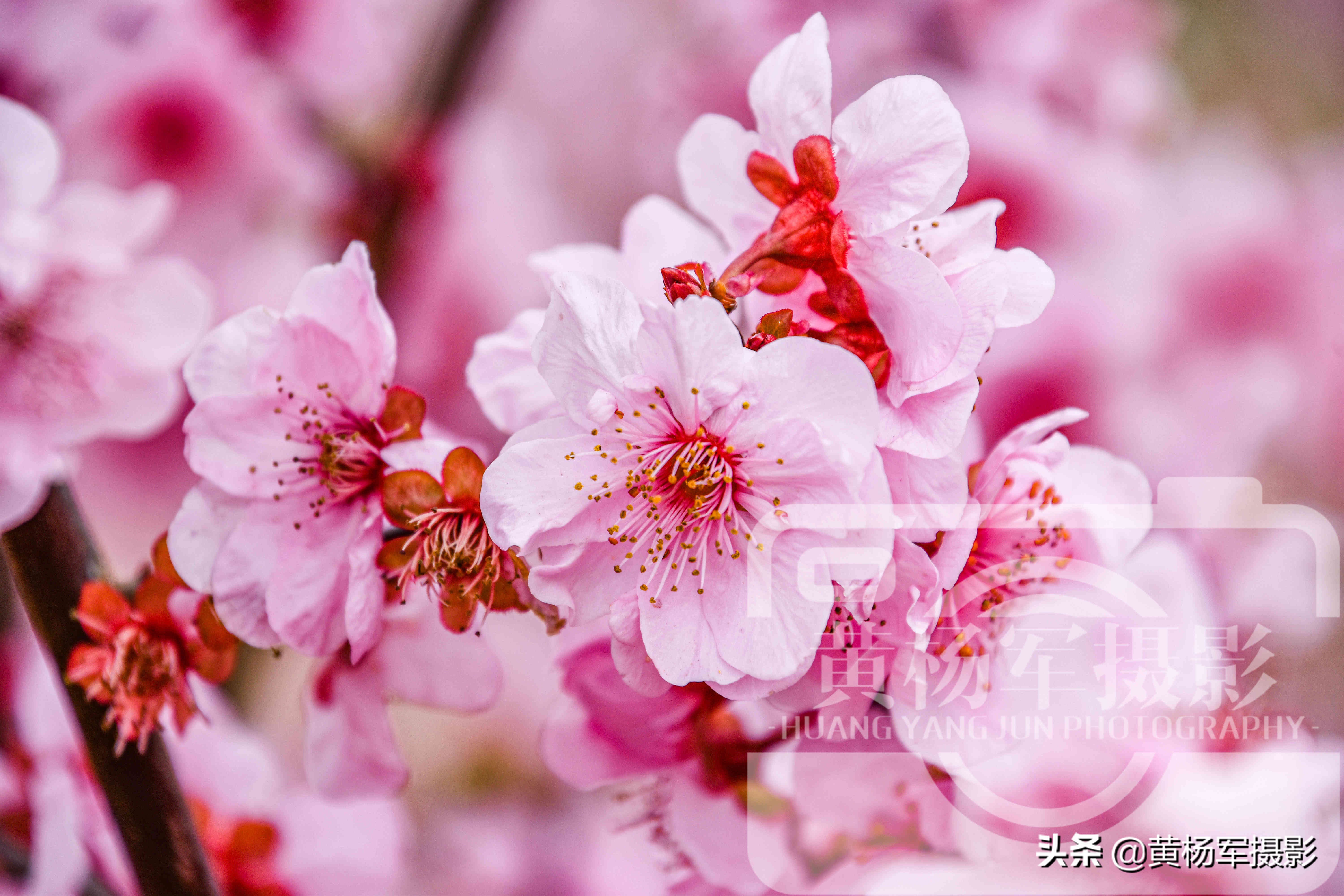 最漂亮的春天梅花图片,最好看的四季梅花