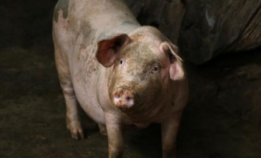 猪圈臭气闻多了会怎么样,猪圈有腥臭味是怎么回事